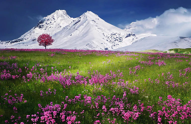 Field of green grass and pink flowers set against a snowy mountain backdrop.